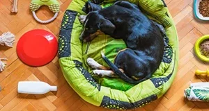 Produkte për Kafshe